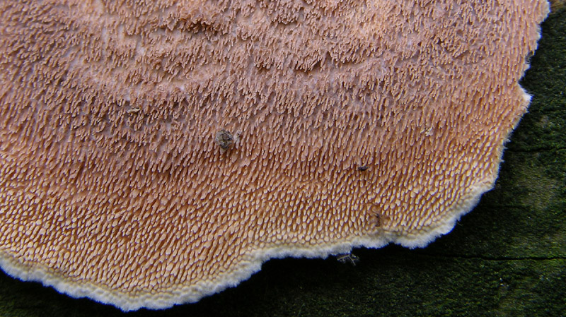 Su legno lavorato 0001.- (Steccherinum ochraceum)
